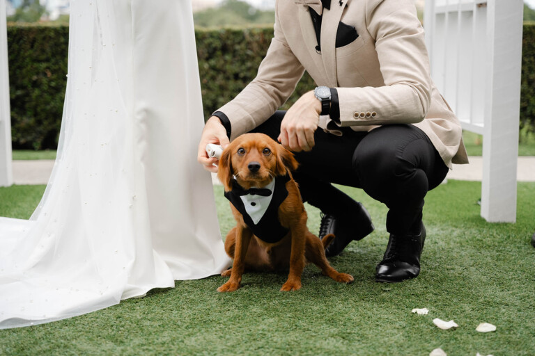 A cavoodle dog wears a tuxedo and bow tie, acting as a ringbearer.